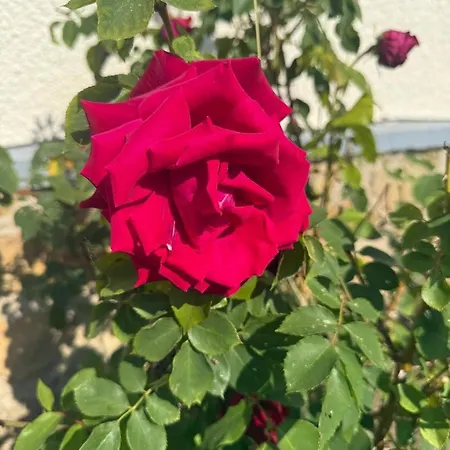 Maison Cosy A Classee De Tourisme 3 Etoiles Σπίτι διακοπών Moyvillers